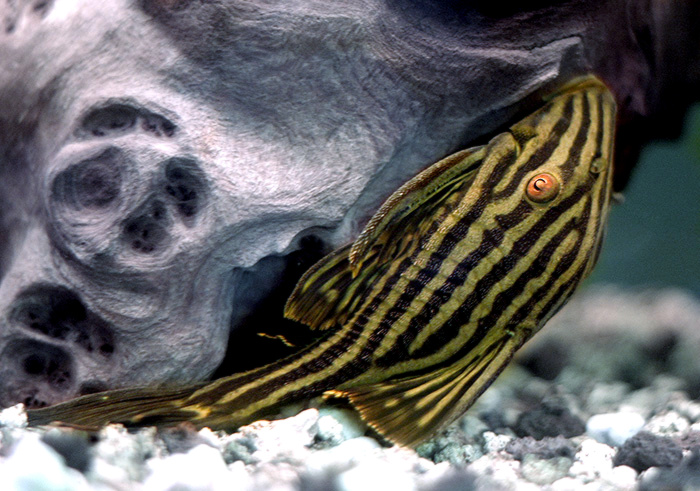 Панак королевский (Panaque nigrolineatus) Панак королевский (Panaque nigrolineatus)