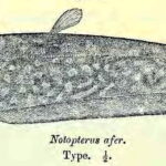 Папирокранус (Papyrocranus afer)