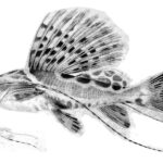 Парусный лейариус (Leiarius pictus)