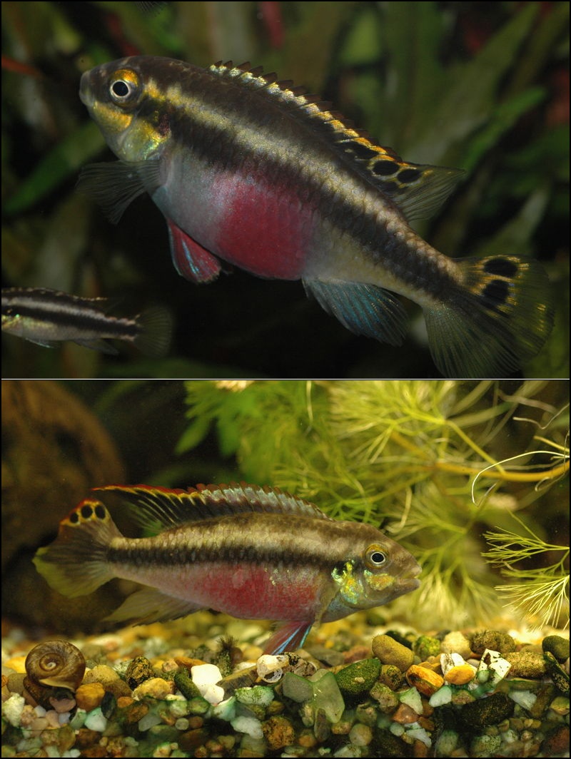 Пельвикахромис пульхер (Pelvicachromis pulcher) Пельвикахромис пульхер (Pelvicachromis pulcher)