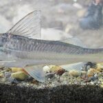 Пимелодус Блоха (Pimelodus blochii)