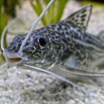 Пимелодус пиктус (Pimelodus pictus)