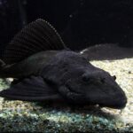 Птеригоплихт парчовый (Pterygoplichthys gibbiceps)