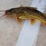 Пятнистый пимелодус (Pimelodus maculatus)