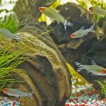 Родостомус (Hemigrammus rhodostomus)