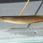 Сиамский хоботнорыл (Macrognathus siamensis)