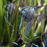 Скалярия (Pterophyllum scalare)