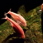 Слепая пещерная рыбка (Astyanax mexicanus)