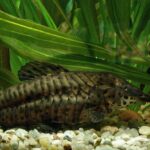 Таракатум (Megalechis thoracata)