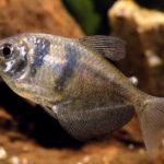 Тернеция (Gymnocorymbus ternetzi)