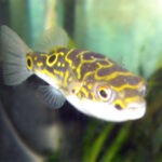 Тетраодон восьмёрка (Dichotomyctere ocellatus)