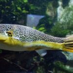 Тетраодон мбу (Tetraodon mbu)