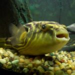 Тетраодон фахака (Tetraodon lineatus)