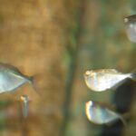 Торакохаракс звёздчатый (Thoracocharax stellatus)