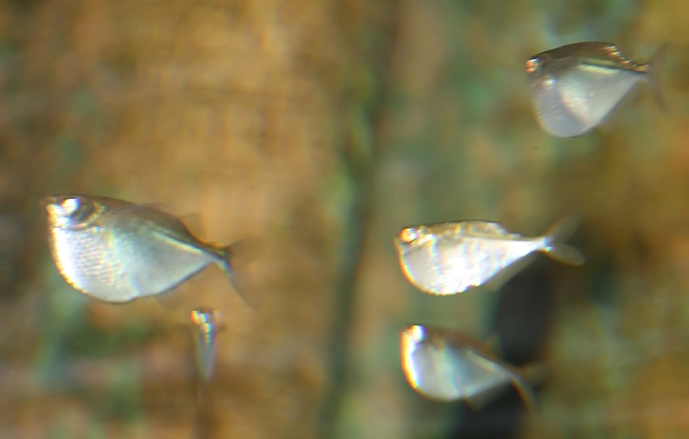 Торакохаракс звёздчатый (Thoracocharax stellatus) Торакохаракс звёздчатый (Thoracocharax stellatus)