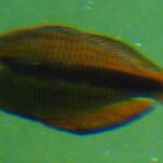 Трёхполосая меланотения (Melanotaenia trifasciata)