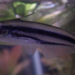 Трёхполосый африканский стеклянный сом (Pareutropius buffei)