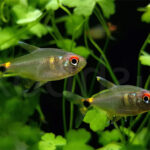 Фонарик (Hemigrammus ocellifer)