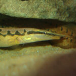 Хоботнорыл армированный (Mastacembelus armatus)