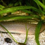 Хоботнорыл панкалус (Macrognathus pancalus)