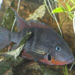 Цихлазома Меека (Thorichthys meeki)