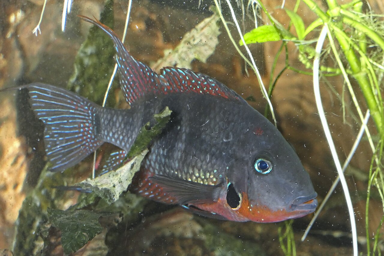 Цихлазома Меека (Thorichthys meeki) Цихлазома Меека (Thorichthys meeki)