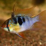 Цихлида Рамиреза (Mikrogeophagus ramirezi)