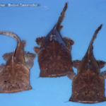 Чака банкская (Chaca bankanensis)