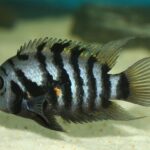 Чернополосая цихлазома (Amatitlania nigrofasciata)