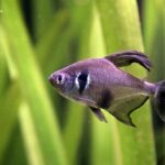 Чёрный фантом (Hyphessobrycon megalopterus)